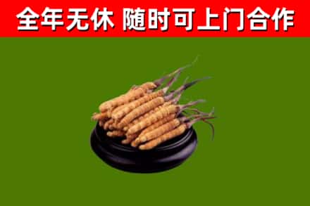 郊区烟酒回收冬虫夏草.jpg